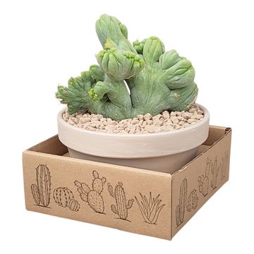 Trichocereus bridgesii cristata