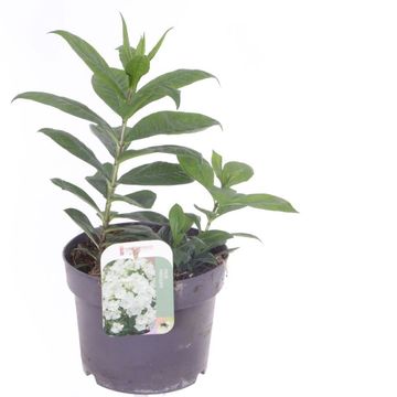 Phlox WHITE FLAME