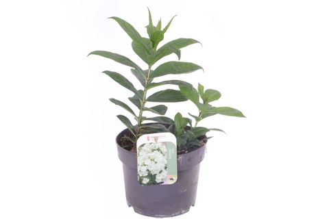 Phlox WHITE FLAME