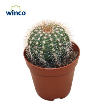 Parodia schumanniana