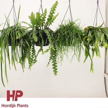 Rhipsalis MIX
