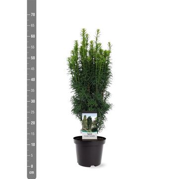 Taxus baccata 'Fastigiata'