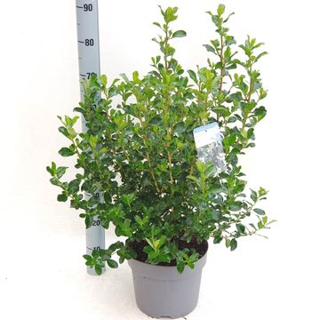 Escallonia 'Iveyi'