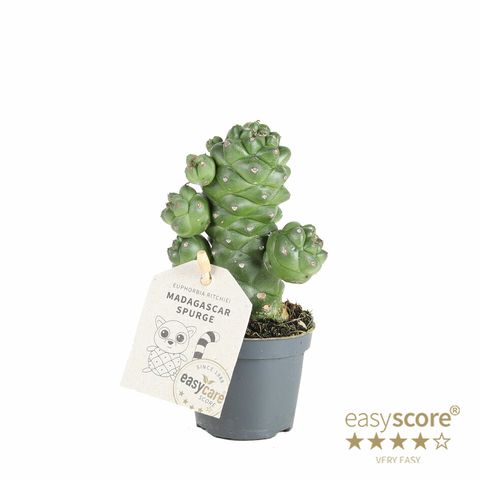 Euphorbia ritchiei