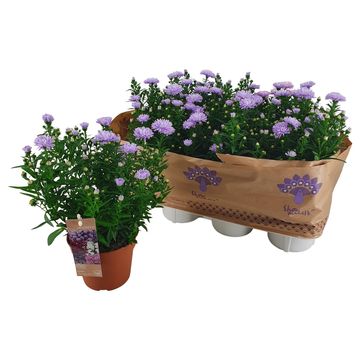Aster SHOWMAKERS LILAC SUNSET
