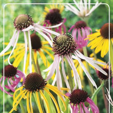 Echinacea purpurea SPIDER MIX