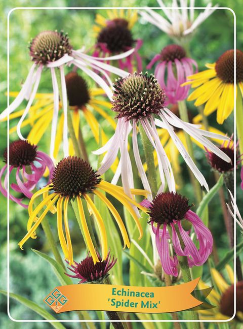 Echinacea purpurea SPIDER MIX