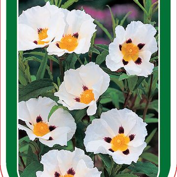 Cistus x florentinus