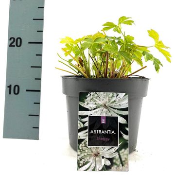 Astrantia major 'Shaggy'
