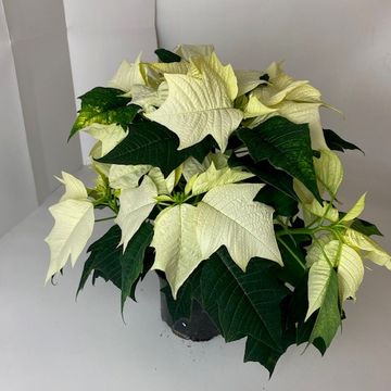 Euphorbia pulcherrima ALASKA