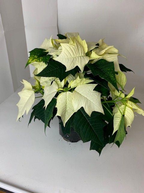 Euphorbia pulcherrima ALASKA