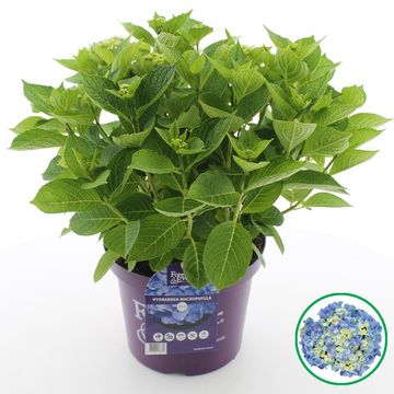 Hydrangea macrophylla FOREVER & EVER MIX