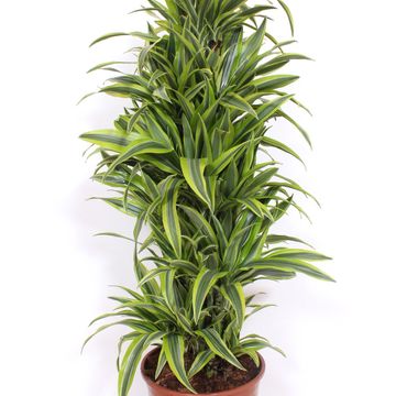 Dracaena fragrans 'Lemon Lime'