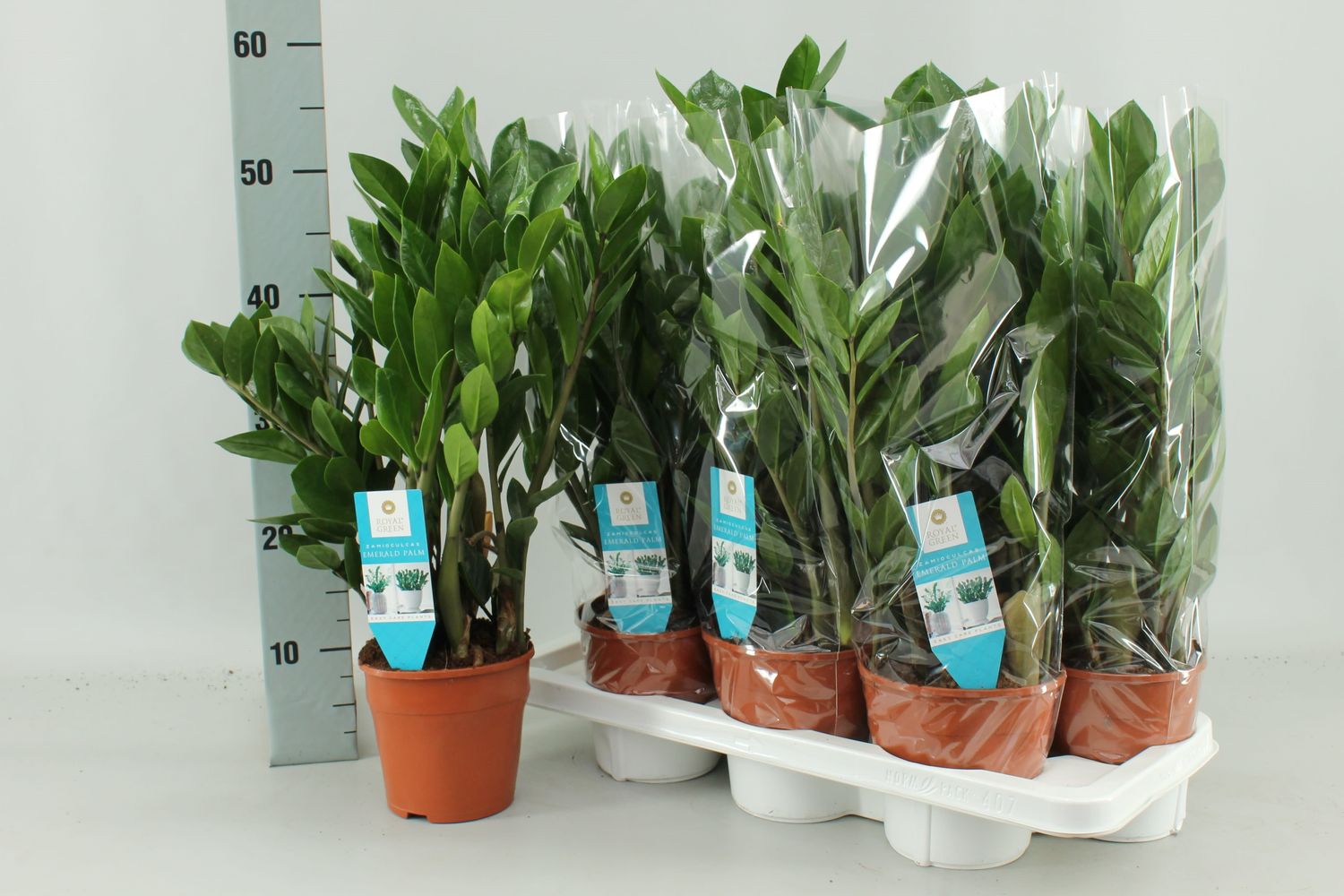 Zamioculcas Zamiifolia Plant Wholesale FlorAccess zamioculcas-zamiifolia-plant-wholesale-floraccess