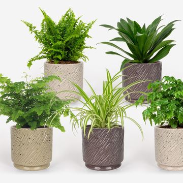 Houseplants MIX