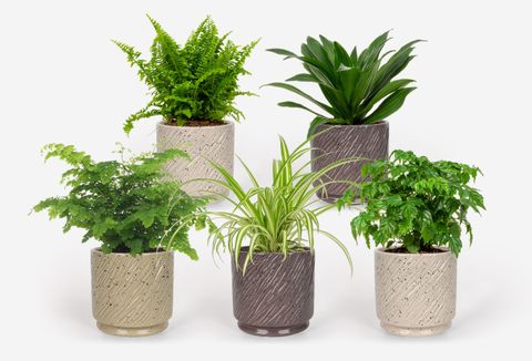 Φυτά εσωτερικού χώρου MIX