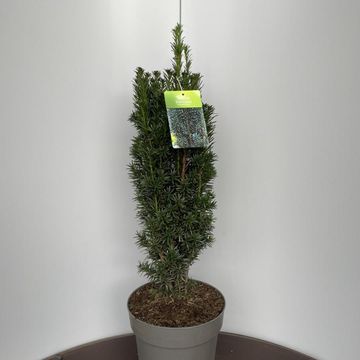 Taxus baccata 'Black Tower'