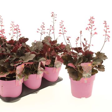 Heuchera HIP HOP HOORAY