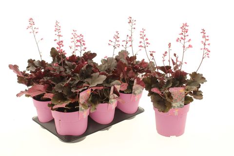 Heuchera HIP HOP HOORAY