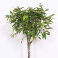 Ficus binnendijkii 'Amstel King'