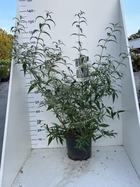 Buddleja davidii 'White Profusion'