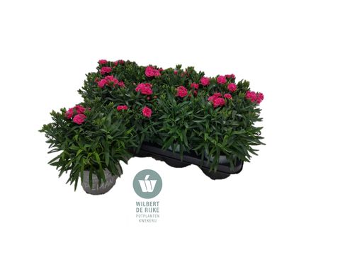 Dianthus caryophyllus 'Peman Fancy Cerise'