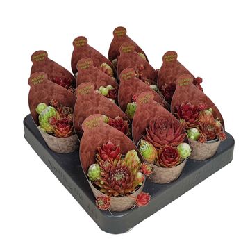 Sempervivum MIX IN POT
