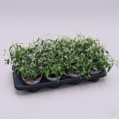 Euphorbia hypericifolia 'Fairysnow'