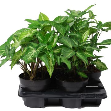 Syngonium angustatum