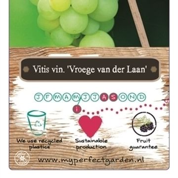 Vitis 'Vroege van der Laan'