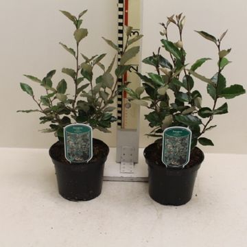 Elaeagnus x ebbingei 'Compacta'