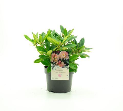 Rhododendron 'Перси Вайсман'