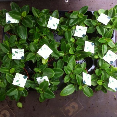 Peperomia 'Pixie' — Plant Wholesale FlorAccess