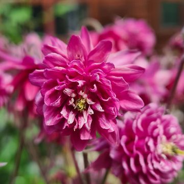 Aquilegia 'Nora Barlow'