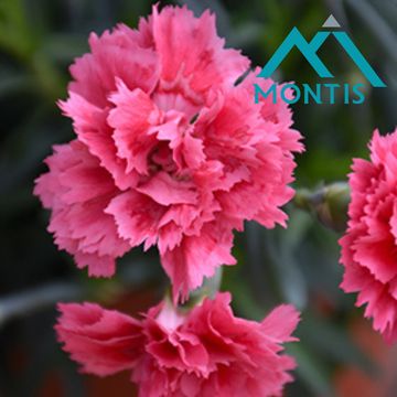 Диантус OSCAR PINK