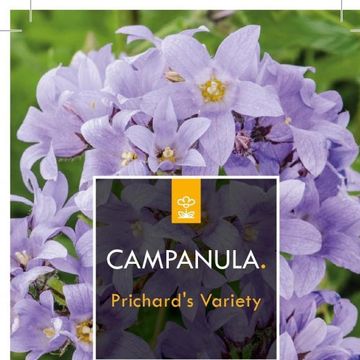 Campanula lactiflora 'Prichard's Variety'