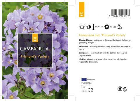 Campanula lactiflora 'Prichard's Variety'