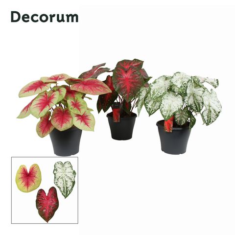Caladium MIX