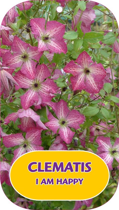 Clematis I AM HAPPY (Vt)