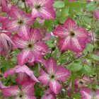 Clematis АЙ ЭМ ХЕППИ (Vt)