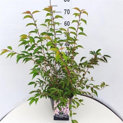 Prunus incisa 'Paean'