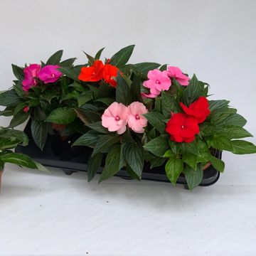 Impatiens NEW GUINEA MIX