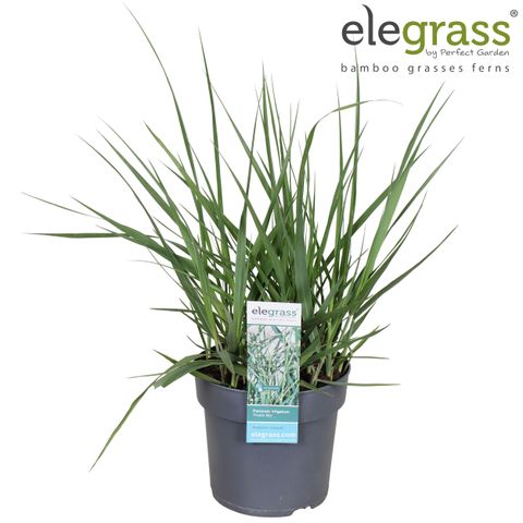 Panicum virgatum 'Prairie Sky'