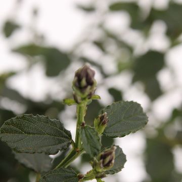 Ceanothus thyrsiflorus repens