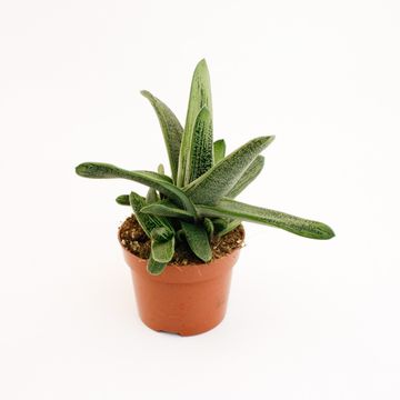 Gasteria 'Little Warty'