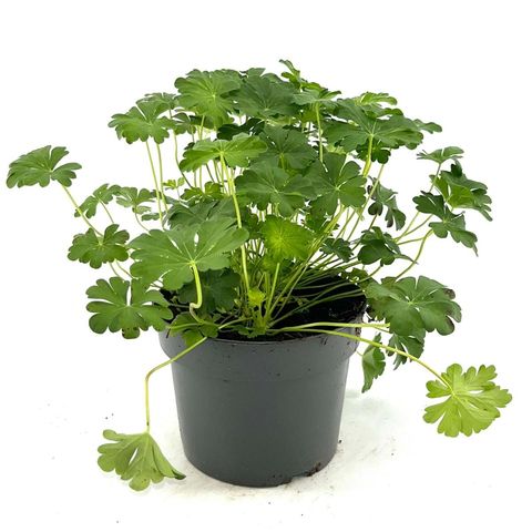 Geranium x cantabrigiense 'St Ola'