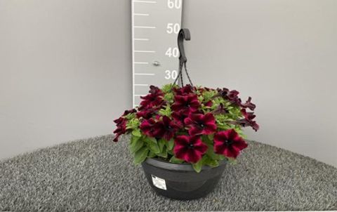 Петуния GO!TUNIA COSMIC PURPLE