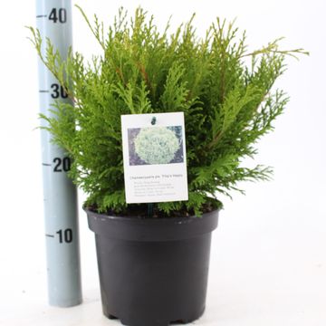 Chamaecyparis pisifera 'Filip's Happy Day'