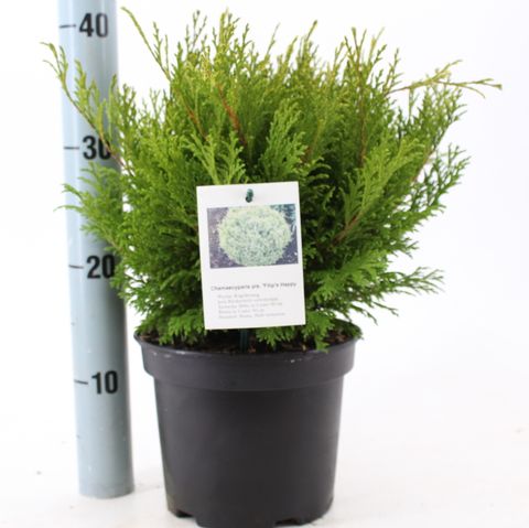 Chamaecyparis pisifera 'Filip's Happy Day'