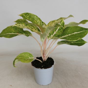 Aglaonema 'Green Star'